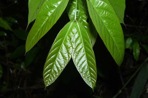 Tachigali paniculata observed 2025-05-05