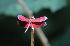 Neurothemis manadensis