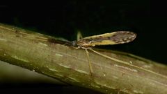 Molophilus pulcherrimus