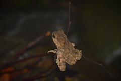 Phrynoidis juxtasper