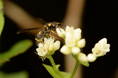 Apodynerus formosensis