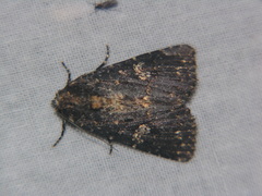 Condica dolorosa