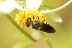 Megachile faceta