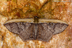 Zythos strigata