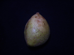 Cynometra cauliflora