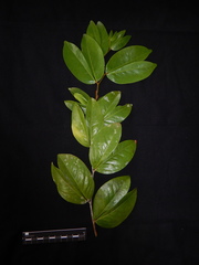 Cynometra cauliflora