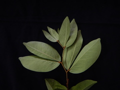 Cynometra cauliflora