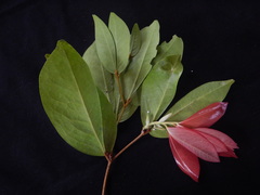 Cynometra cauliflora