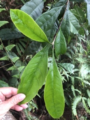 Osmanthus matsumuranus
