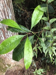 Osmanthus matsumuranus