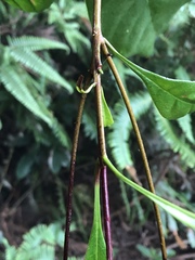 Osmanthus matsumuranus