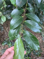 Glochidion harveyanum