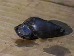 Semisulcospiridae