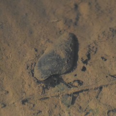 Semisulcospiridae