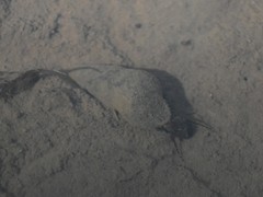Semisulcospiridae