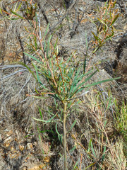 Hakea carinata
