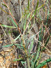 Hakea carinata