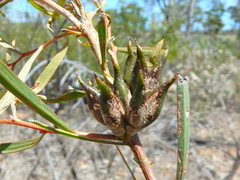 Hakea carinata