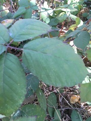 Candicantes
