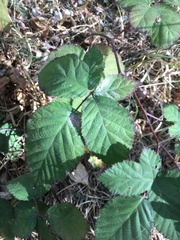 Candicantes