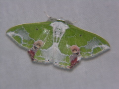 Protuliocnemis partita