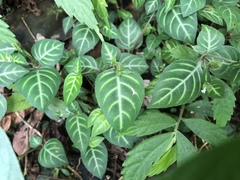 Lepidagathis inaequalis