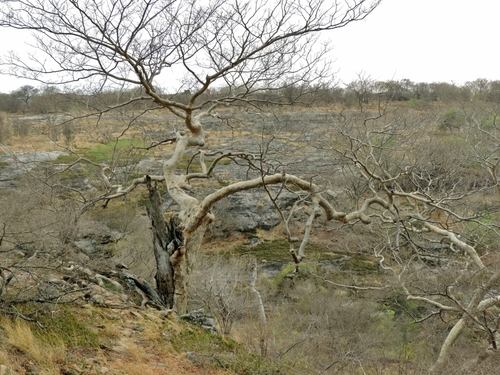 Brachystegia tamarindoides, photograph 6