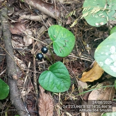 Geophila macropoda, photograph (c) Paulo C. O. Cunha, some rights reserved (CC BY)