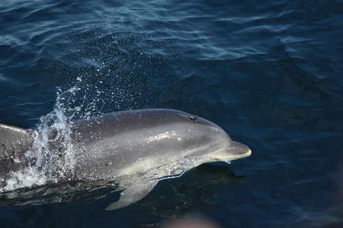Tursiops truncatus