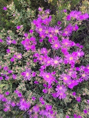 Lampranthus vernalis