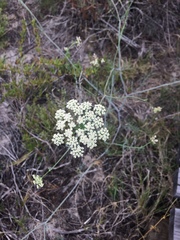 Capnophyllum