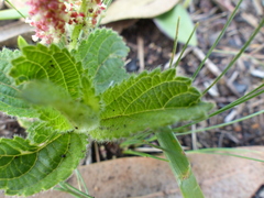 Acalypha punctata