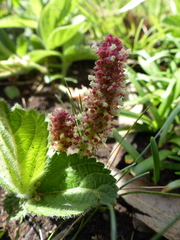 Acalypha punctata