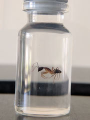 Camponotus