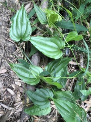 Stemona tuberosa