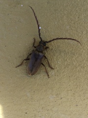 Prosphilus serricornis