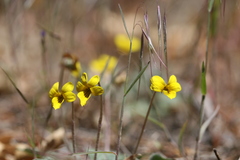 Viola purpurea