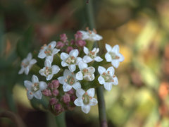 Platysace ericoides