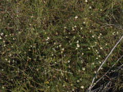 Platysace ericoides
