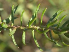Platysace ericoides