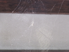 Trichonephila clavata