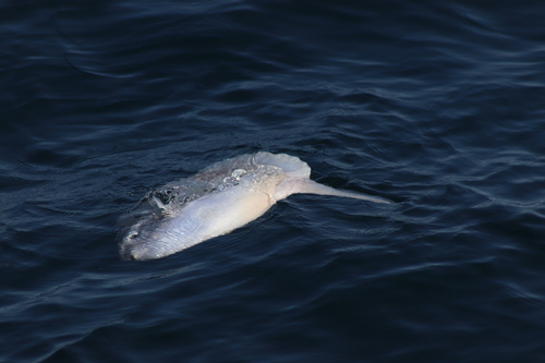 Mola mola