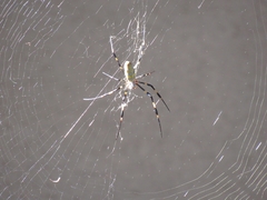 Trichonephila clavata