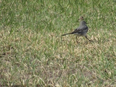 Motacilla alba