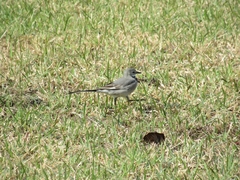 Motacilla alba