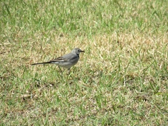 Motacilla alba