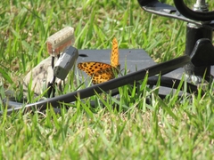 Argynnis hyperbius