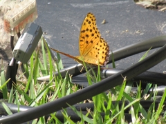 Argynnis hyperbius