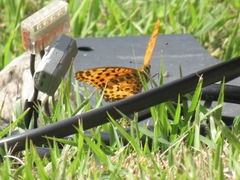 Argynnis hyperbius