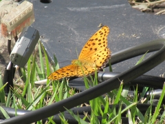 Argynnis hyperbius